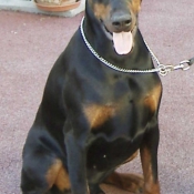 Photo de Dobermann