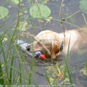 Photo de Golden retriever