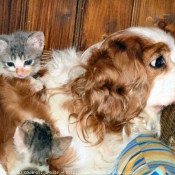 Photo de Cavalier king charles spaniel