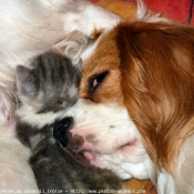 Photo de Cavalier king charles spaniel