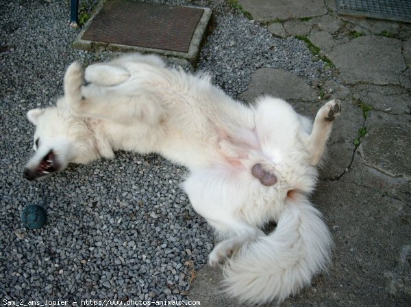 Photo de Berger blanc suisse