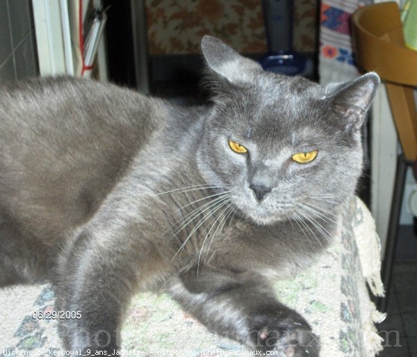 Photo de Chartreux