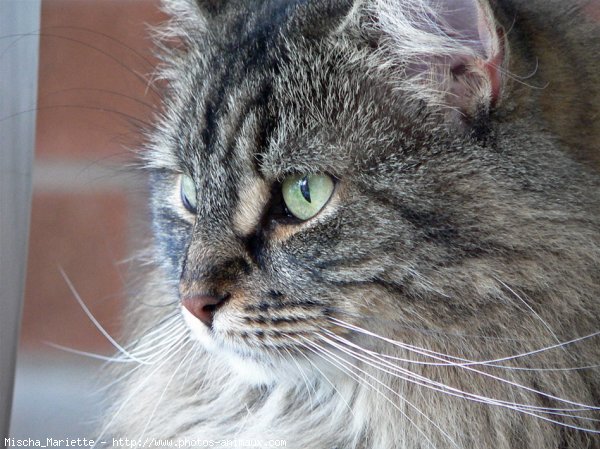 Photo de Chat domestique