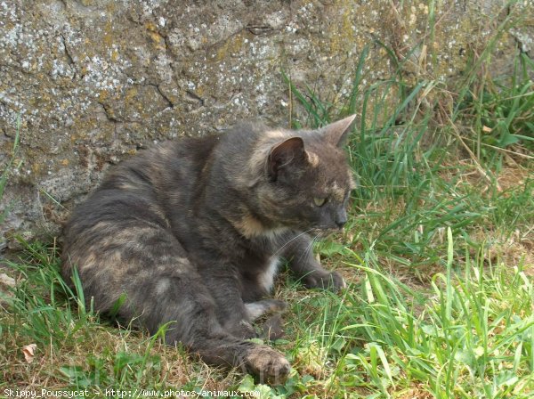 Photo de Croisement