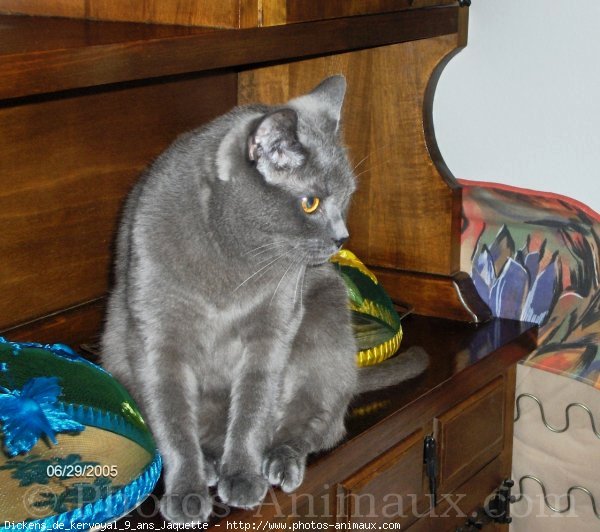 Photo de Chartreux