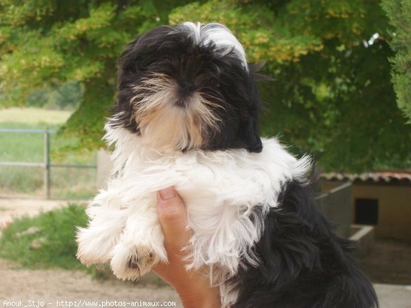 Photo de Shih tzu