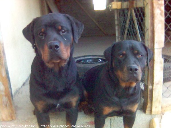 Photo de Rottweiler