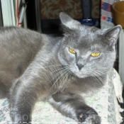 Photo de Chartreux