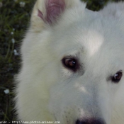 Photo de Berger blanc suisse