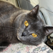 Photo de Chartreux