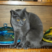 Photo de Chartreux