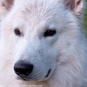 Photo de Berger blanc suisse