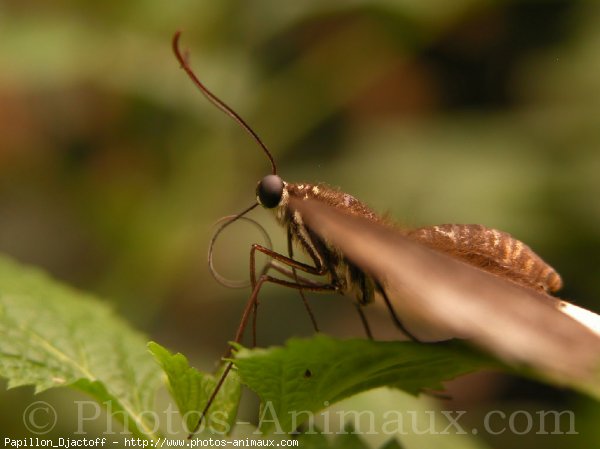 Photo de Papillon