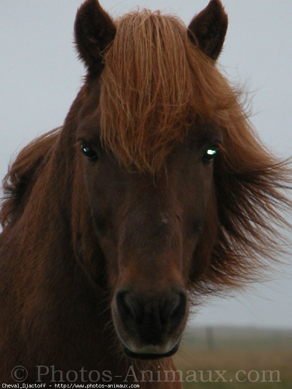 Photo d'Islandais