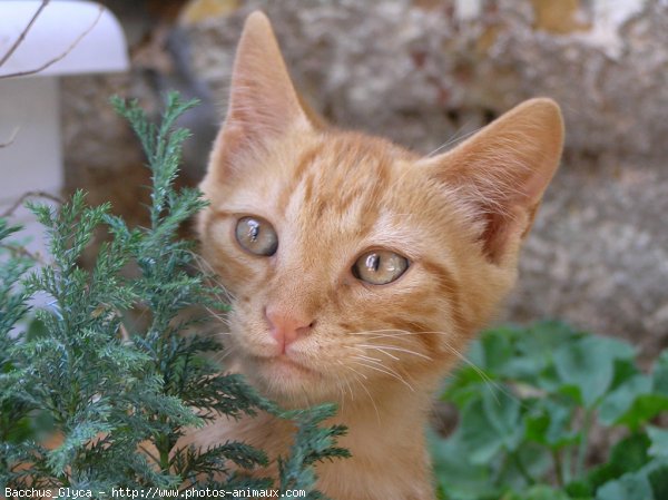 Photo de Chat domestique