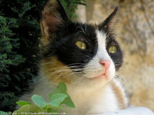 Photo de Chat domestique