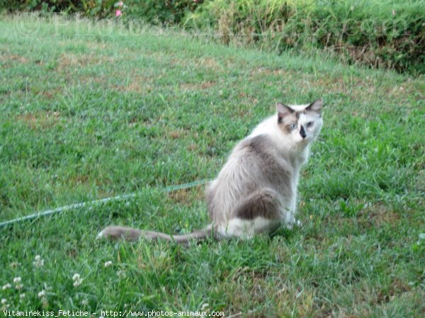 Photo de Ragdoll