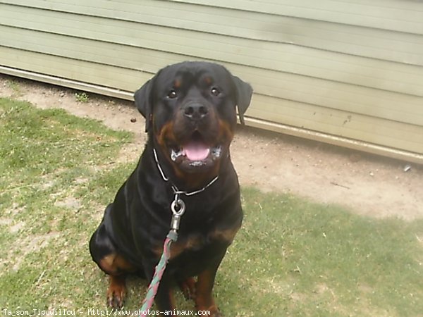 Photo de Rottweiler