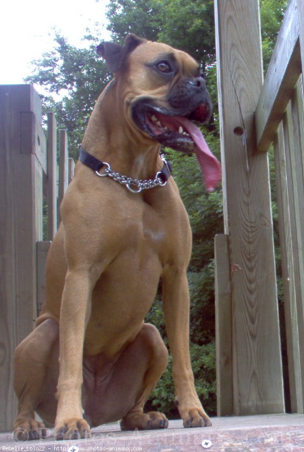 Photo de Boxer