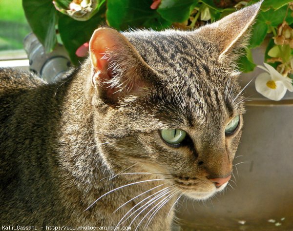 Photo d'Ocicat