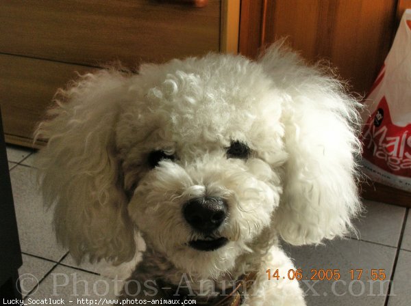 Photo de Bichon  poil fris