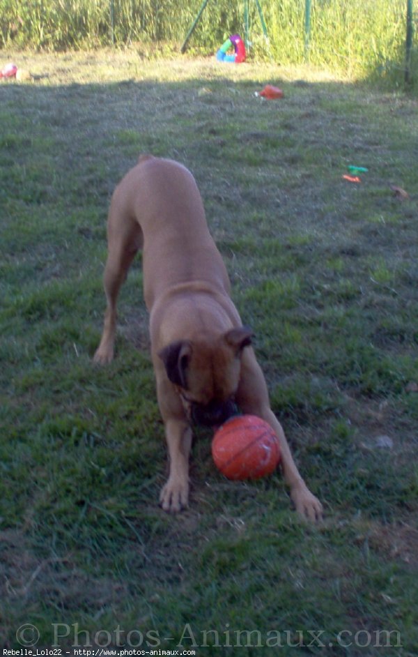 Photo de Boxer