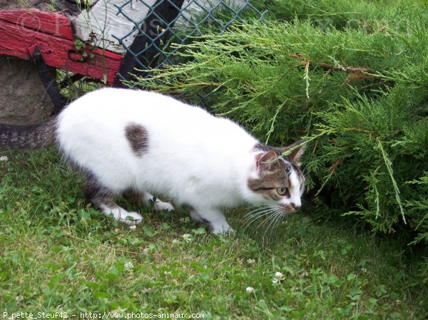 Photo de Chat domestique