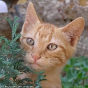 Photo de Chat domestique