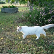 Photo de Ragdoll