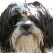 Photo de Shih tzu