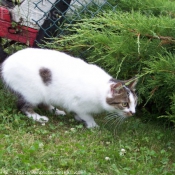 Photo de Chat domestique