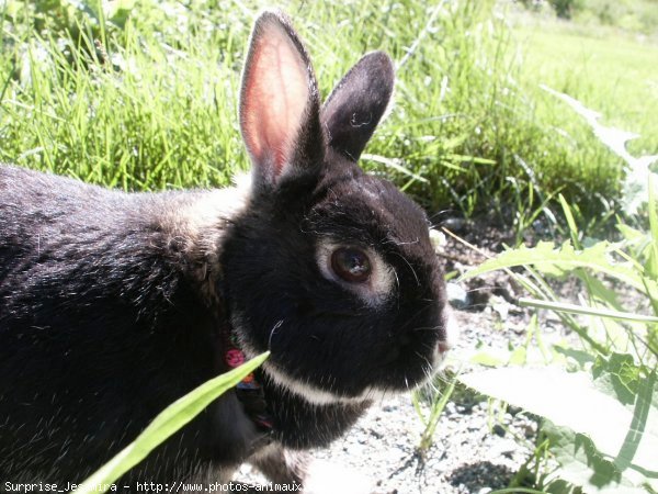 Photo de Lapin