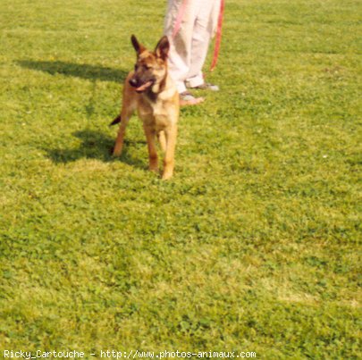 Photo de Berger belge malinois