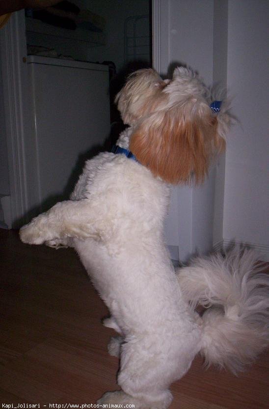 Photo de Lhassa apso