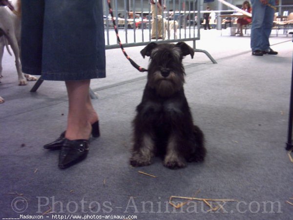 Photo de Schnauzer gant