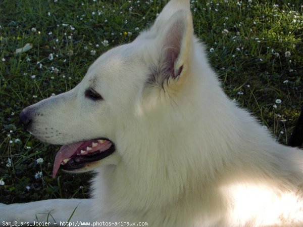 Photo de Berger blanc suisse