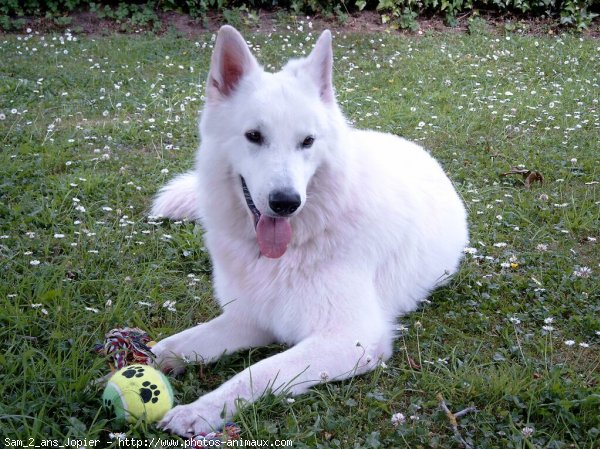 Photo de Berger blanc suisse