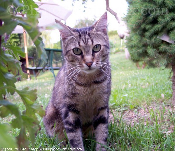 Photo de Chat domestique