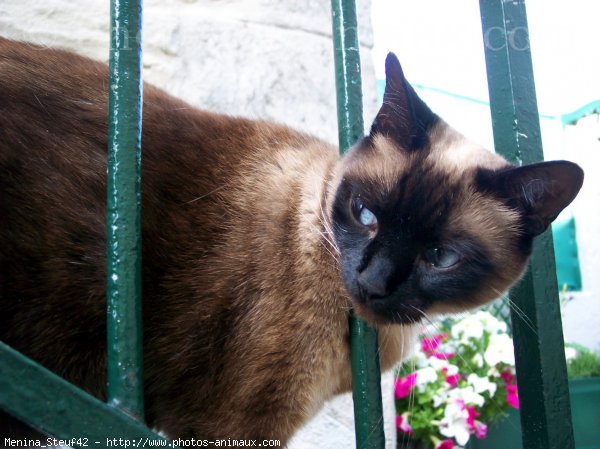 Photo de Chat domestique