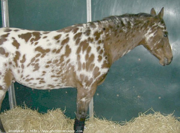 Photo d'Appaloosa