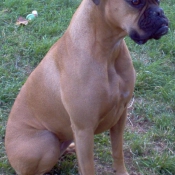 Photo de Boxer