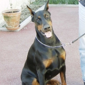 Photo de Dobermann