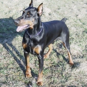 Photo de Dobermann