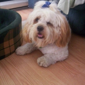 Photo de Lhassa apso