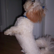 Photo de Lhassa apso