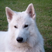 Photo de Berger blanc suisse