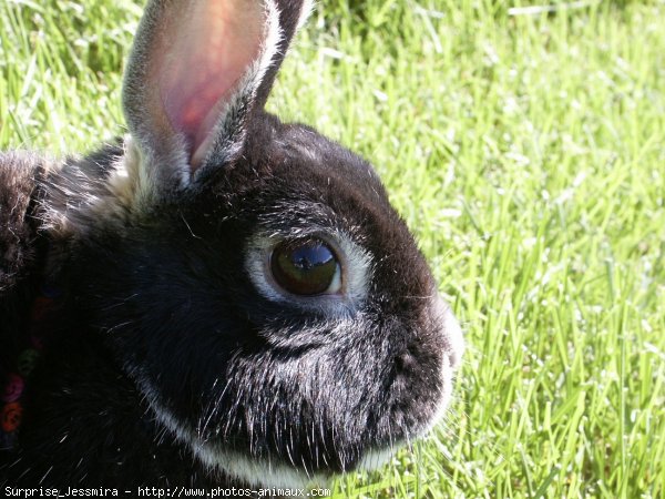 Photo de Lapin