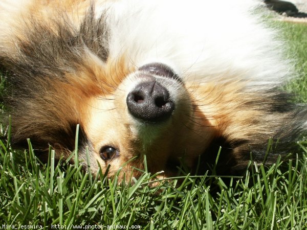 Photo de Chien de berger des shetland