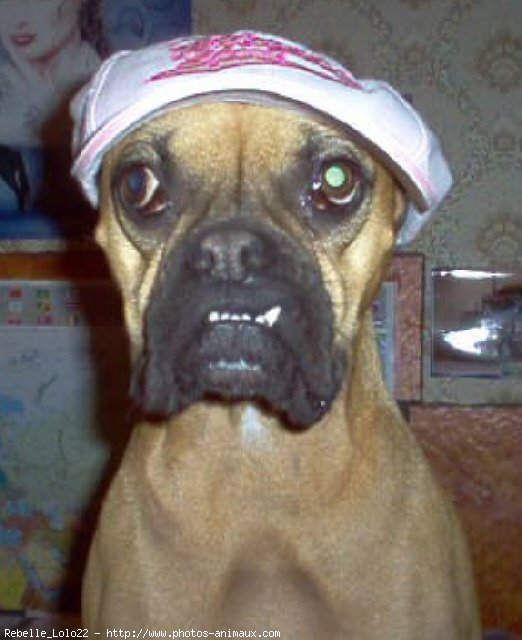 Photo de Boxer