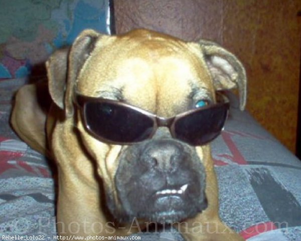 Photo de Boxer